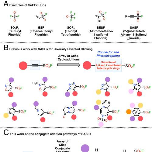 Diversity oriented clicking delivers β-substituted alkenyl sulfonyl fluorides as covalent human neutrophil elastase inhibitors