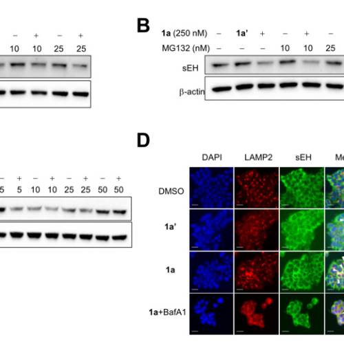 First corresponding paper on bioRxiv! PROTAC-mediated selective degradation of cytosolic soluble epoxide hydrolase enhances ER-stress reduction #3