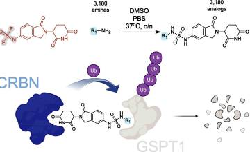SuFEx-based chemical diversification for the systematic discovery of CRBN molecular glues